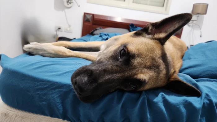 סימבה, היחיד בבית שעוד יודע איך נראית רגיעה.